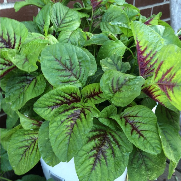 Meet your Posher, C - Picture 1 of 1